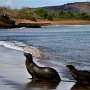 Galapagos - Sea Lions coming to beach
